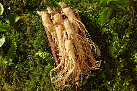 Panax Ginseng: The King of Herbs
