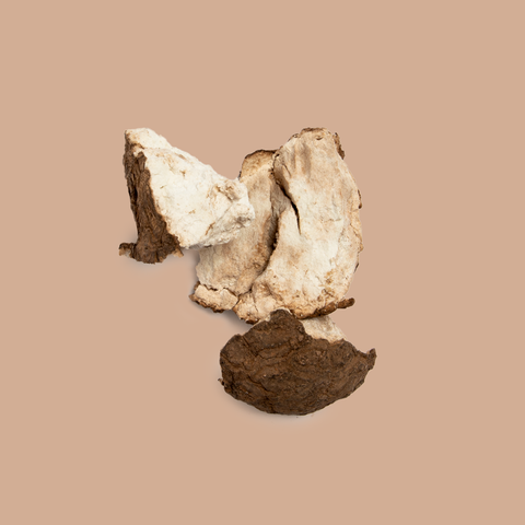 Poria Mushroom
