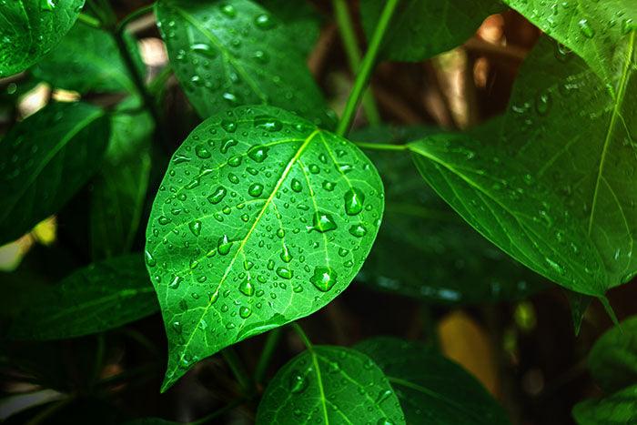 Gymnema sylvestre: Nature's Magical Plant - NOOCI