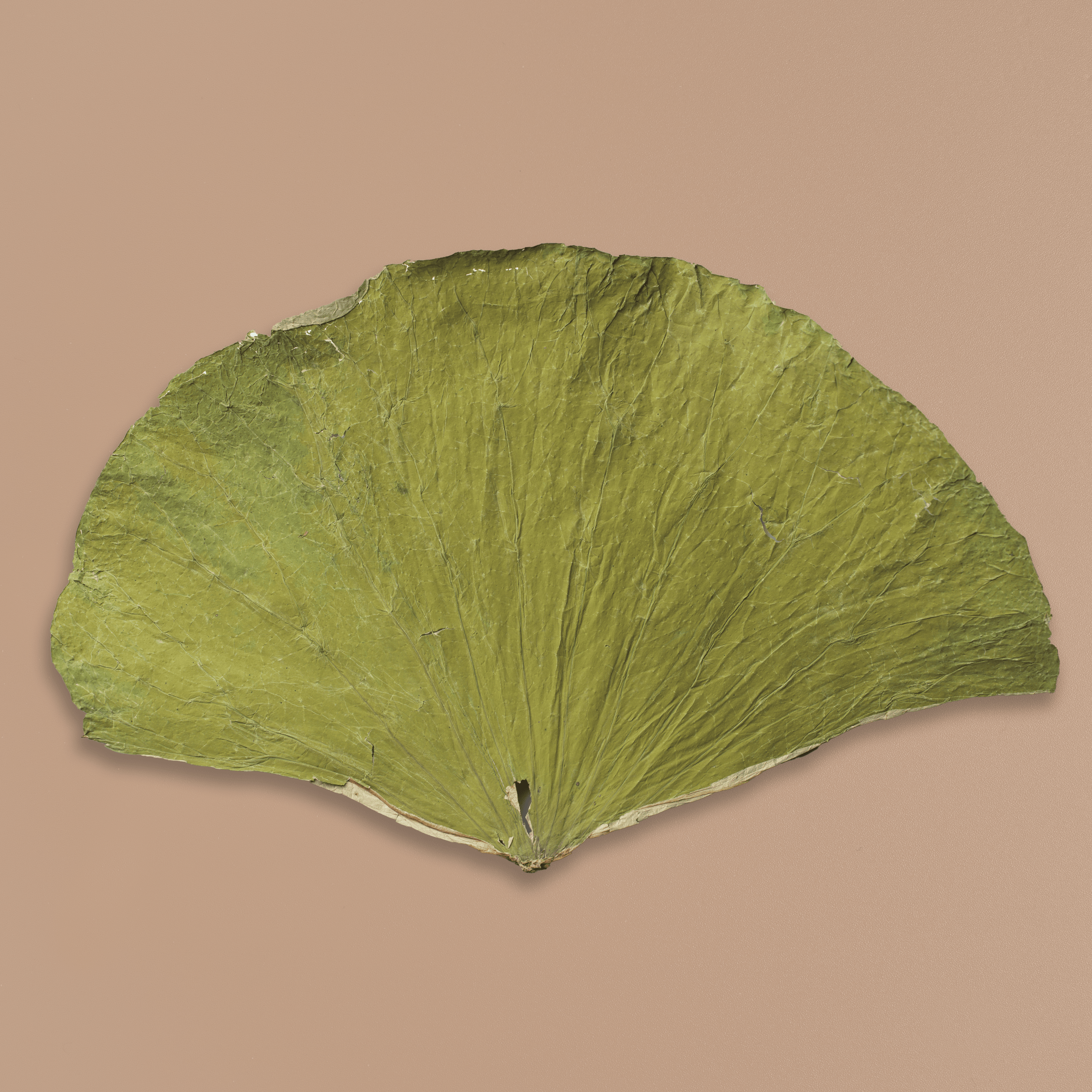 Lotus Leaf - NOOCI