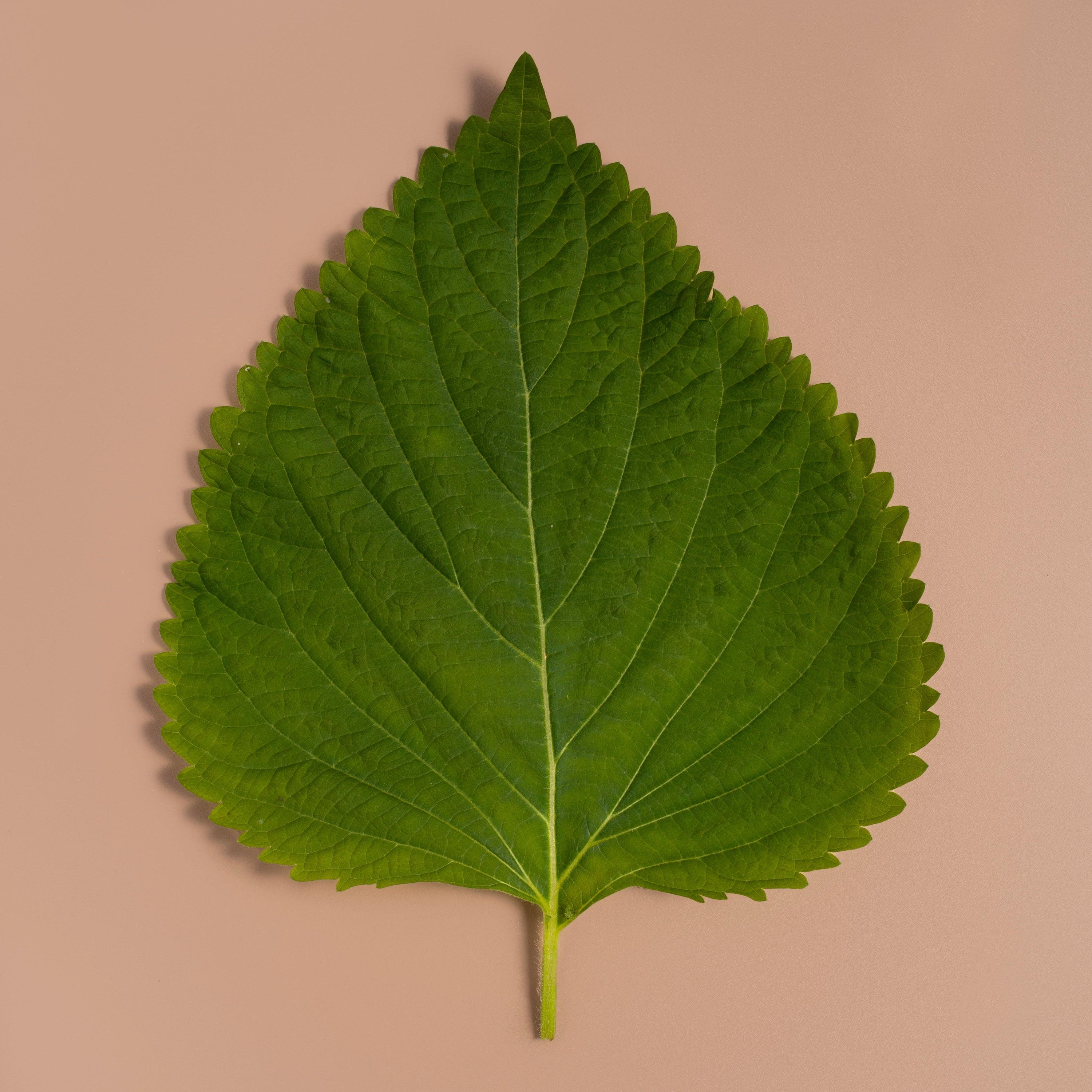 Perilla Leaf