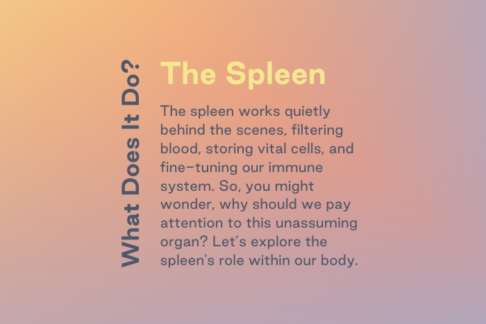 Spleen: The Little-Known Hero in Your Body