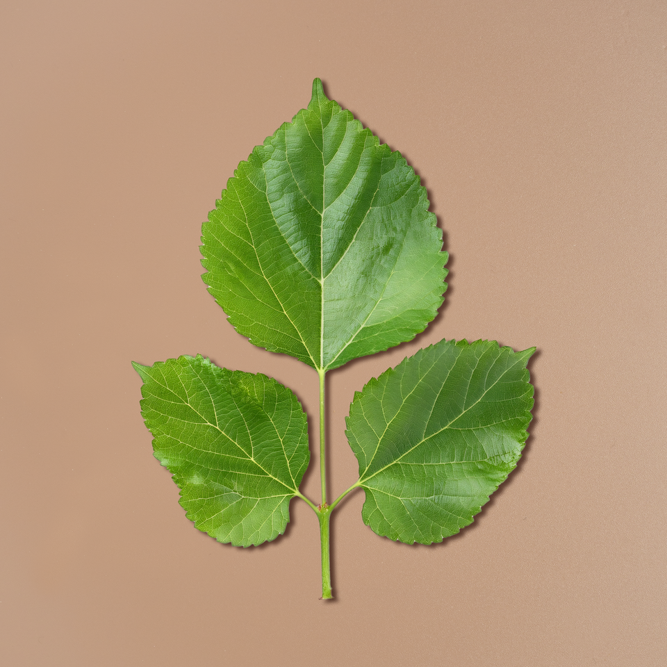 White Mulberry Leaf