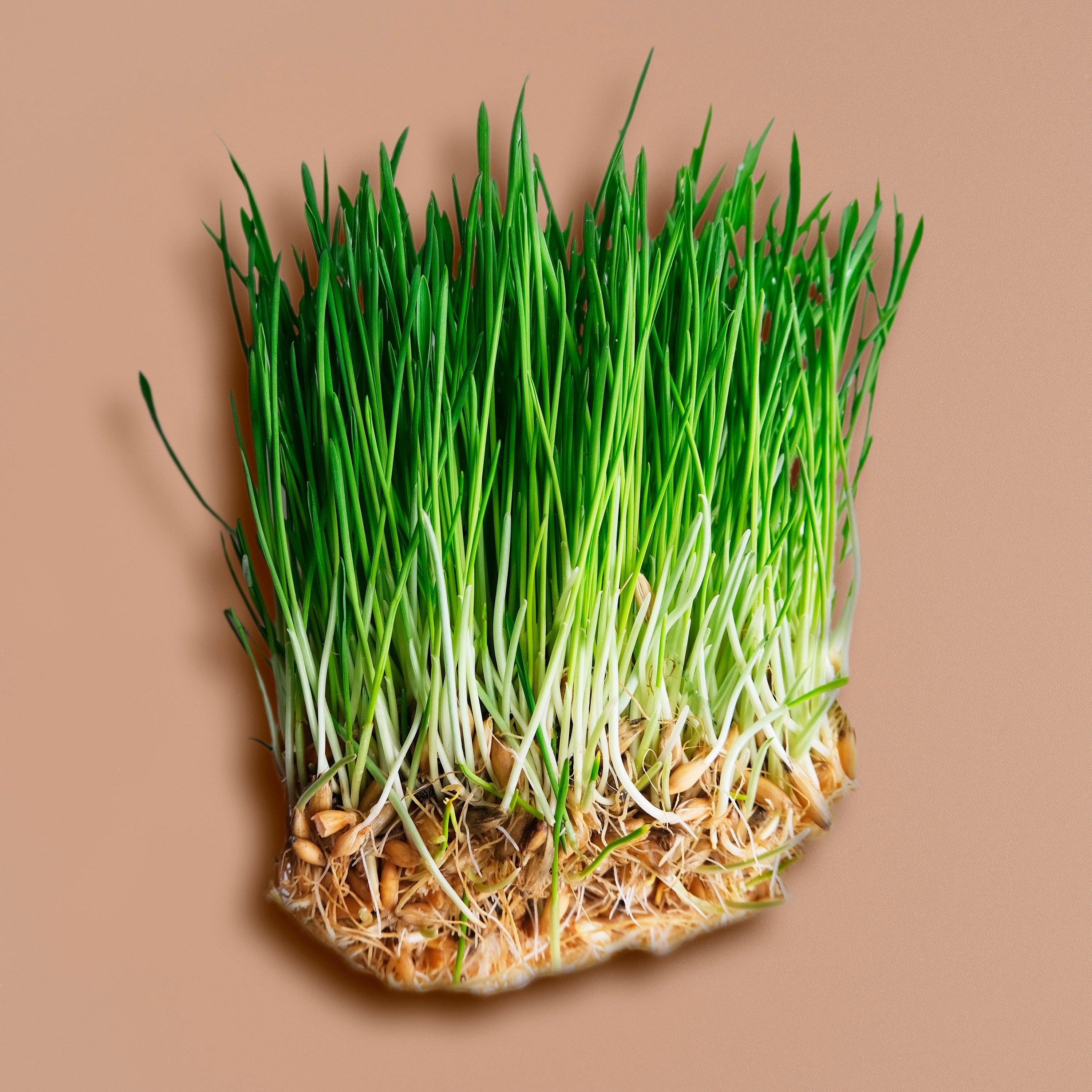 Young Barley Grass
